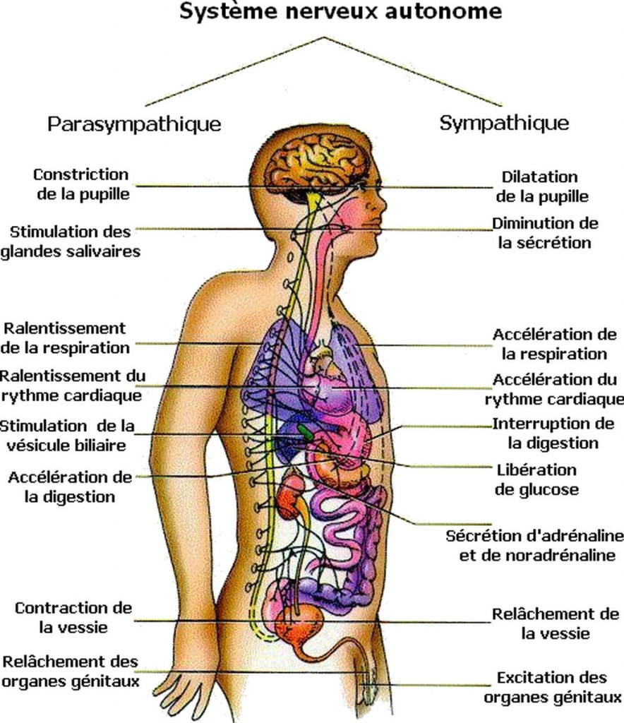 système nerveux autonome